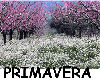 Primavera